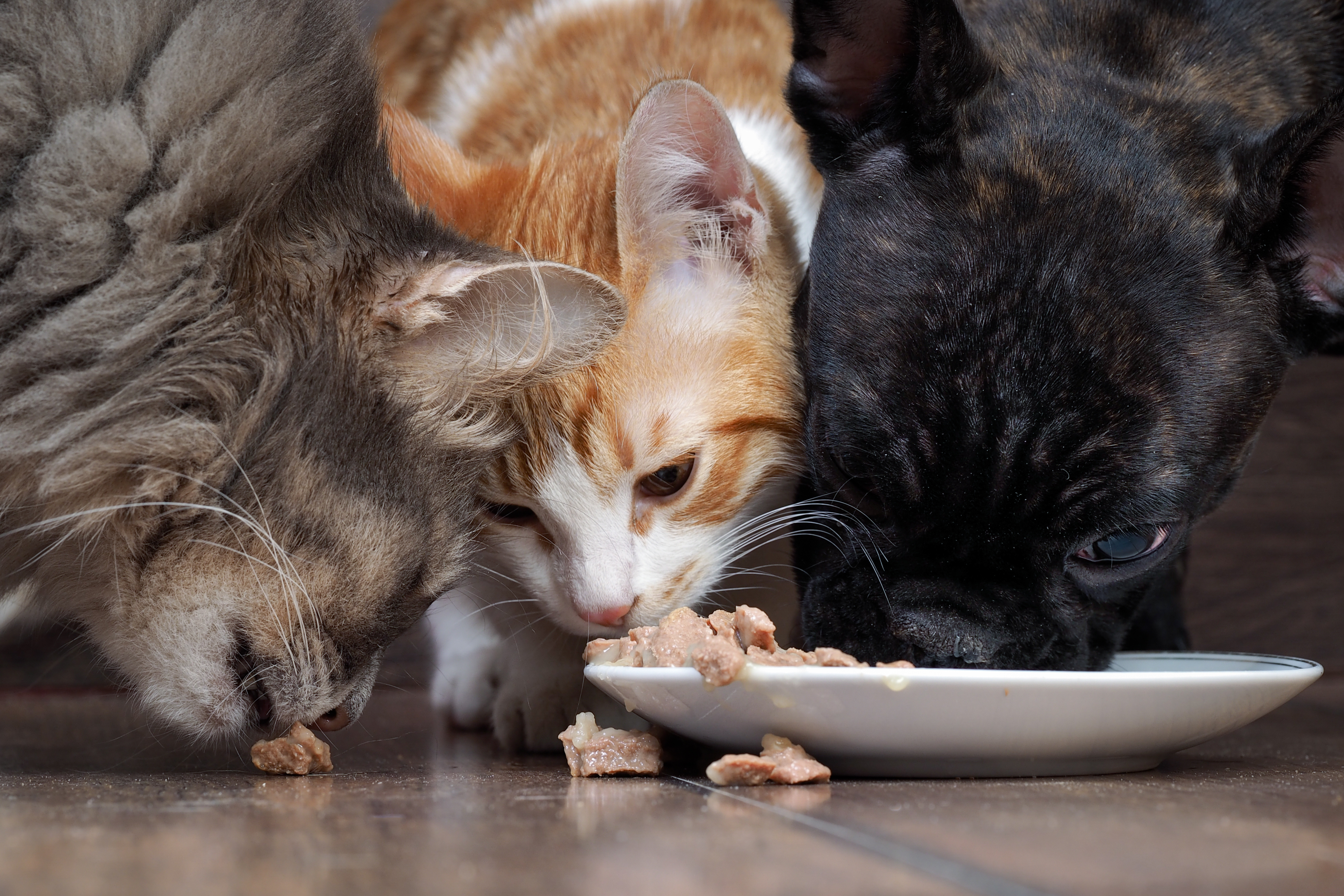 dog and two cats eating together animal feed. Snouts large. Dog French  Bulldog, black. Cat large, gray, and a little white cat. Funny, cute animals.  snouts large | Pharmacy Scanner