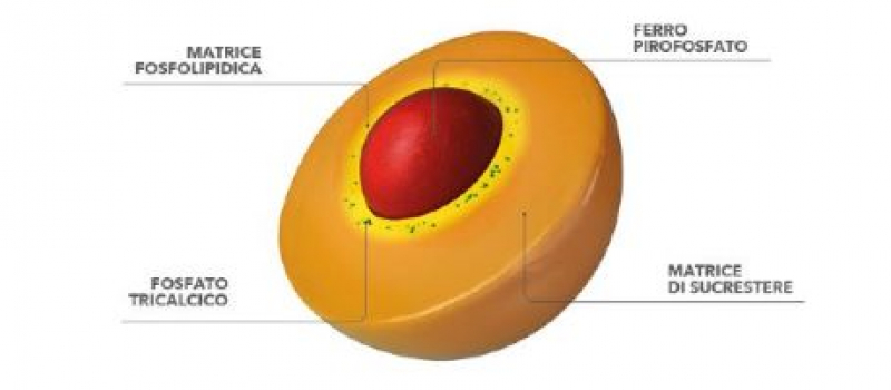 sucrosoma